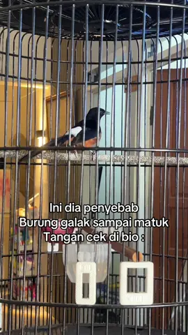 Penyebab murai batu galak ke tangan (menyerang atau mematuk tangan pemilik) biasanya berkaitan erat dengan ketidakseimbangan kondisi mental, emosi, atau birahi burung. Berikut adalah beberapa penyebab utamanya: Penyebab Murai Batu Galak ke Tangan 1. Kelebihan Birahi dan Emosi (Over Birahi/Over Emosi) Ini adalah salah satu penyebab paling umum. Burung murai batu adalah tipe petarung (fighter) yang memiliki teritorial kuat. Peningkatan birahi atau emosi yang berlebihan dapat membuat burung menjadi sangat agresif, dan ia akan menganggap tangan pemilik sebagai ancaman atau lawan yang masuk ke wilayahnya (kandang). Hal ini sering dipicu oleh:  * Pemberian Pakan Tambahan (Extra Fooding/EF) berlebihan, terutama jangkrik dan kroto, yang memicu peningkatan birahi.  * Kurangnya aktivitas fisik (seperti di kandang umbaran), sehingga energinya tidak tersalurkan.  * Penjemuran yang terlalu lama atau ekstrem. 2. Murai Batu Terlalu Jinak (Over Jinak) Meskipun terdengar berlawanan, murai batu yang terlalu jinak juga bisa menjadi galak. Ketika burung terlalu sering berinteraksi dan dimanjakan oleh pemilik, ia bisa menjadi manja dan kehilangan sifat kewaspadaan alaminya. Dalam kondisi over jinak, burung kadang menunjukkan perilaku galak dengan tujuan mencari perhatian atau karena merasa dominan. 3. Stres atau Rasa Tidak Nyaman Kondisi stres dapat membuat burung menjadi lebih sensitif dan agresif. Stres bisa disebabkan oleh:  * Perubahan lingkungan yang mendadak.  * Kondisi kandang yang kotor, sempit, atau tidak nyaman.  * Kurangnya perhatian atau interaksi yang tepat dari pemilik.  * Gangguan dari hewan lain (kucing, tikus) atau manusia di sekitarnya. 4. Kurangnya Aktivitas Fisik Burung yang jarang terbang atau beraktivitas akan menyimpan energi berlebih. Akumulasi energi ini dapat bermanifestasi menjadi sifat agresif atau galak. 5. Masalah Kesehatan Burung yang sedang sakit atau merasa tidak enak badan mungkin menjadi galak sebagai bentuk pertahanan diri karena merasa rentan. Cara Mengatasi Murai Batu Galak Jika murai batu Anda menunjukkan perilaku galak ke tangan, beberapa langkah penanganan yang bisa dicoba meliputi:  * Kurangi Porsi Pakan Tambahan (EF): Jika galak disebabkan oleh over birahi, segera turunkan porsi jangkrik dan kroto. Amati respons burung dan sesuaikan porsi EF agar birahinya stabil.  * Perbanyak Mandi: Terapi mandi, terutama mandi malam (jika cuaca tidak terlalu dingin), dipercaya efektif untuk membantu menurunkan tingkat birahi dan menenangkan emosi burung. Lakukan 2-3 kali seminggu.  * Waktu Penjemuran yang Tepat: Kurangi durasi penjemuran. Jangan menjemur terlalu lama (cukup 30 menit hingga 1 jam di pagi hari) sampai sifat galaknya berkurang.  * Terapi Umbaran: Sering masukkan burung ke kandang umbaran agar burung bisa terbang bebas. Ini sangat penting untuk menyalurkan energi berlebih dan menjaga kestabilan birahi/emosi.  * Jaga Jarak Interaksi (untuk Over Jinak): Jika penyebabnya over jinak, kurangi interaksi langsung dengan tangan. Jauhkan sangkar dari posisi yang terlalu sering dilalui orang dan jangan terlalu sering memberi makan langsung dari tangan. Perubahan sifat pada murai batu memerlukan kesabaran dan konsistensi dalam perawatan. Dengan penanganan yang tepat, sifat galak tersebut dapat dikurangi dan dikendalikan. #murai #rawatanmurai #kicaumania #rawatanmurai #hobiburung 