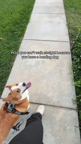 Who needs a bully when you have a corgi?