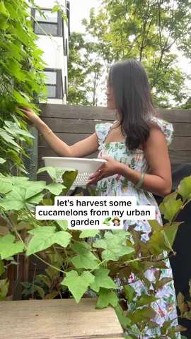 it’s time for a garden harvest 🤗 my second year chaotically growing cucamelons in my small urban garden in Hoboken, NJ 👩🏻‍🌾🥒 I first learned about this plant from @Carmen in the Garden! I’m so inspired by her harvest baskets 🧺  #gardening #urbangarden #urbangardening #cucamelon #gardenharvest