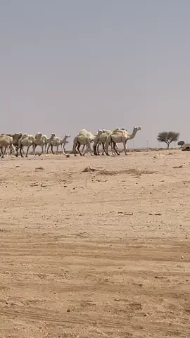 ‏صباح الخير 