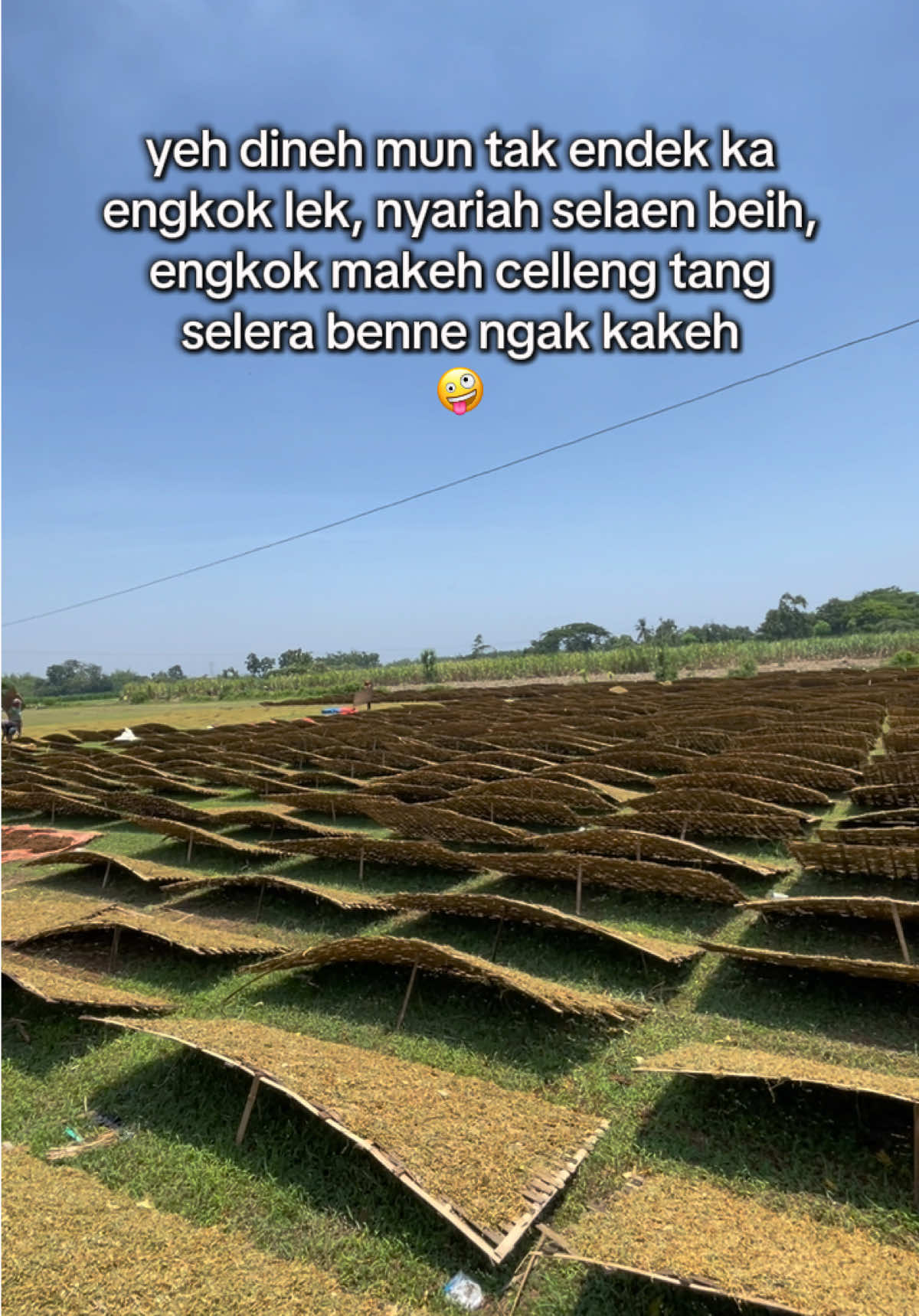 Jek tang selera engak artis papan atas ruah 🤣 #laylasemanis #fyp #madura #madurapride #tembakau 