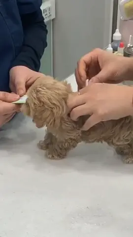 𝐐𝐮𝐚𝐥𝐢𝐭𝐲 🏆✨🧬 •𝐎𝐮𝐭𝐬𝐭𝐚𝐧𝐝𝐢𝐧𝐠 𝐏𝐞𝐝𝐢𝐠𝐫𝐞𝐞✨ •𝐇𝐞𝐚𝐥𝐭𝐡 𝐓𝐞𝐬𝐭𝐞𝐝✨ •𝐒𝐭𝐫𝐮𝐜𝐭𝐮𝐫𝐞,𝐂𝐨𝐚𝐭&𝐂𝐨𝐥𝐨𝐮𝐫✨ • 𝐂𝐡𝐚𝐦𝐩𝐢𝐨𝐧🏆#poodle #poodlesoftiktok #poodles #poodles #poodlepuppies 