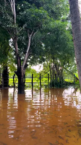 ស្ទូចក៏បាន បង់សំណាញ់ក៏បាន😂😂🐟🐠🦐🦀 #ជីវិតស្រុកស្រែ #ផ្ទះអ្នកស្រែ #កូនចាបមាស 