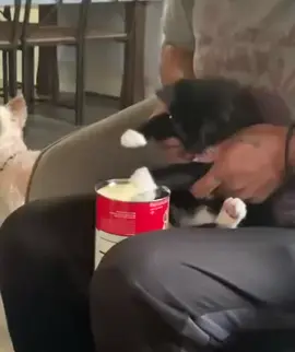 #котик 