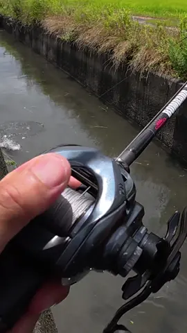 Japanese Catfish💥 #fishing #catfish