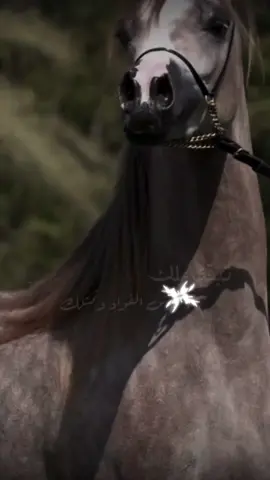 #خيل #خيل_عربي_اصيل #خيل_عربي #أكسبلورر #أكسبلور_تيك_توك🌹🌹nora_norica 