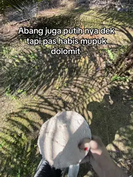 #sawitontiktok 