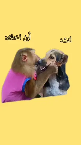 #تحب #تضحك #تابعني #تحشيش_عراقي_للضحك😂😂😂😂😂 #تحشيش_عراقي_للضحك_اكسبلورر 