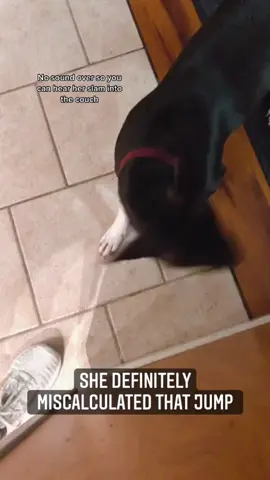It's Zomm time for dogs now 🐶😎😎#dog#funny#funnyanimals#funnypets#animals #dogsofttiktok #pet #foryou #longervideos