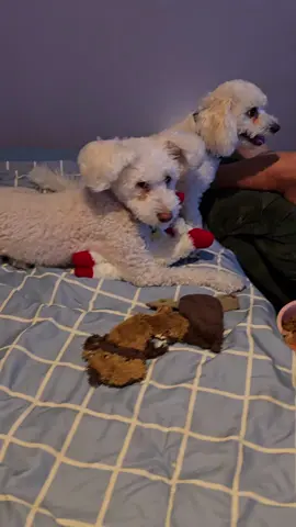 quiet #dogpack #dogssupportdogs #5seconds 