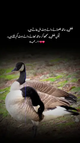 غلطی پر ساتھ چھوڑنے والے بہت مل جاتے ہیں لیکن غلطی پر سمجھا کر ساتھ نبھانے والے بہت کم ملتے ہیں  #1milionaudition #aeshetic #foryou #foryoupage #trending 