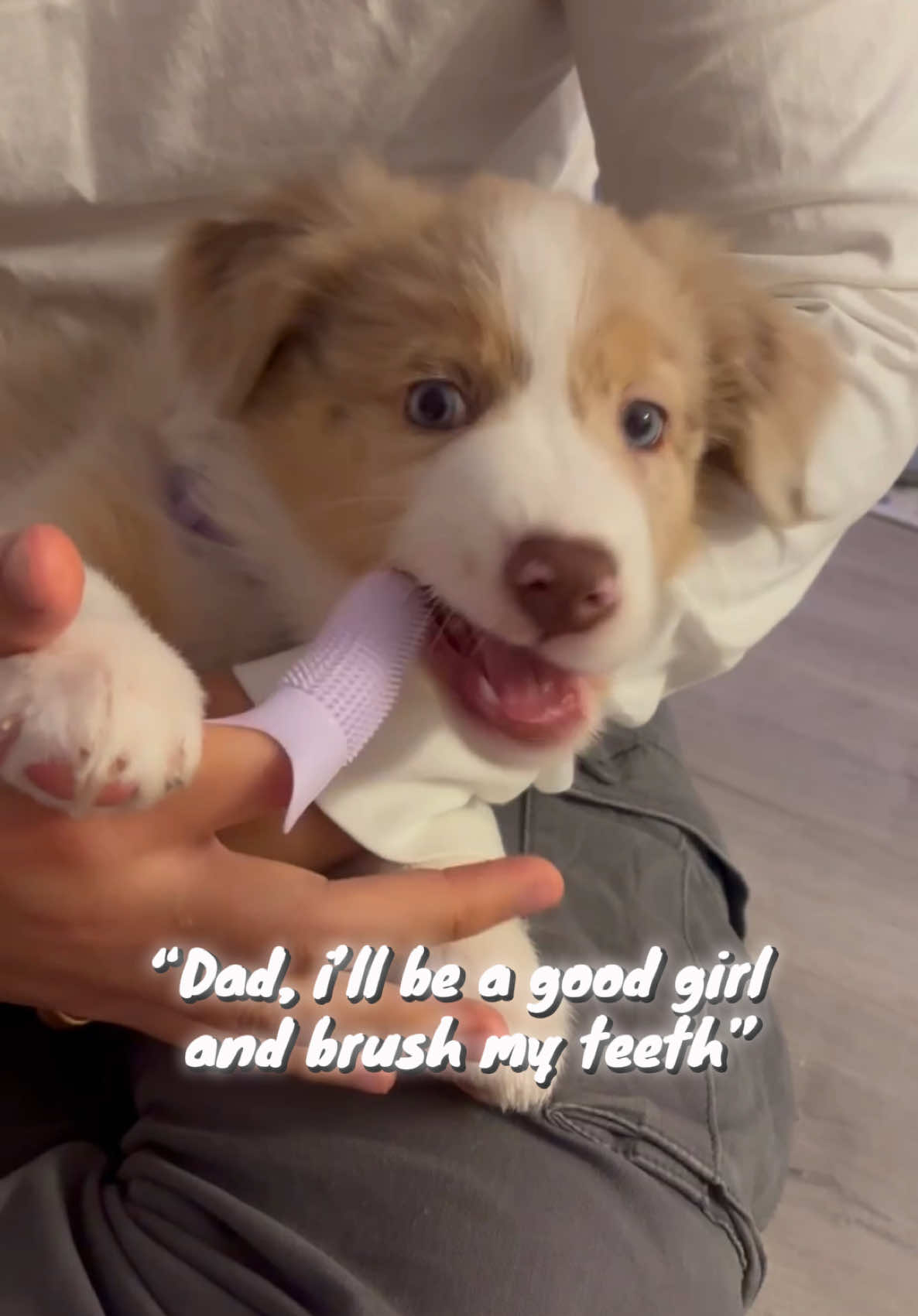 dad gave me new chewy that tastes like coconut yummi #puppytiktok #puppylove #cute #fyp #puppyteeth 