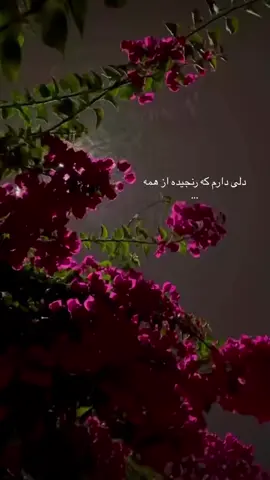 #🥺💔دلی#دارم#که #رنجیده#ازهمه