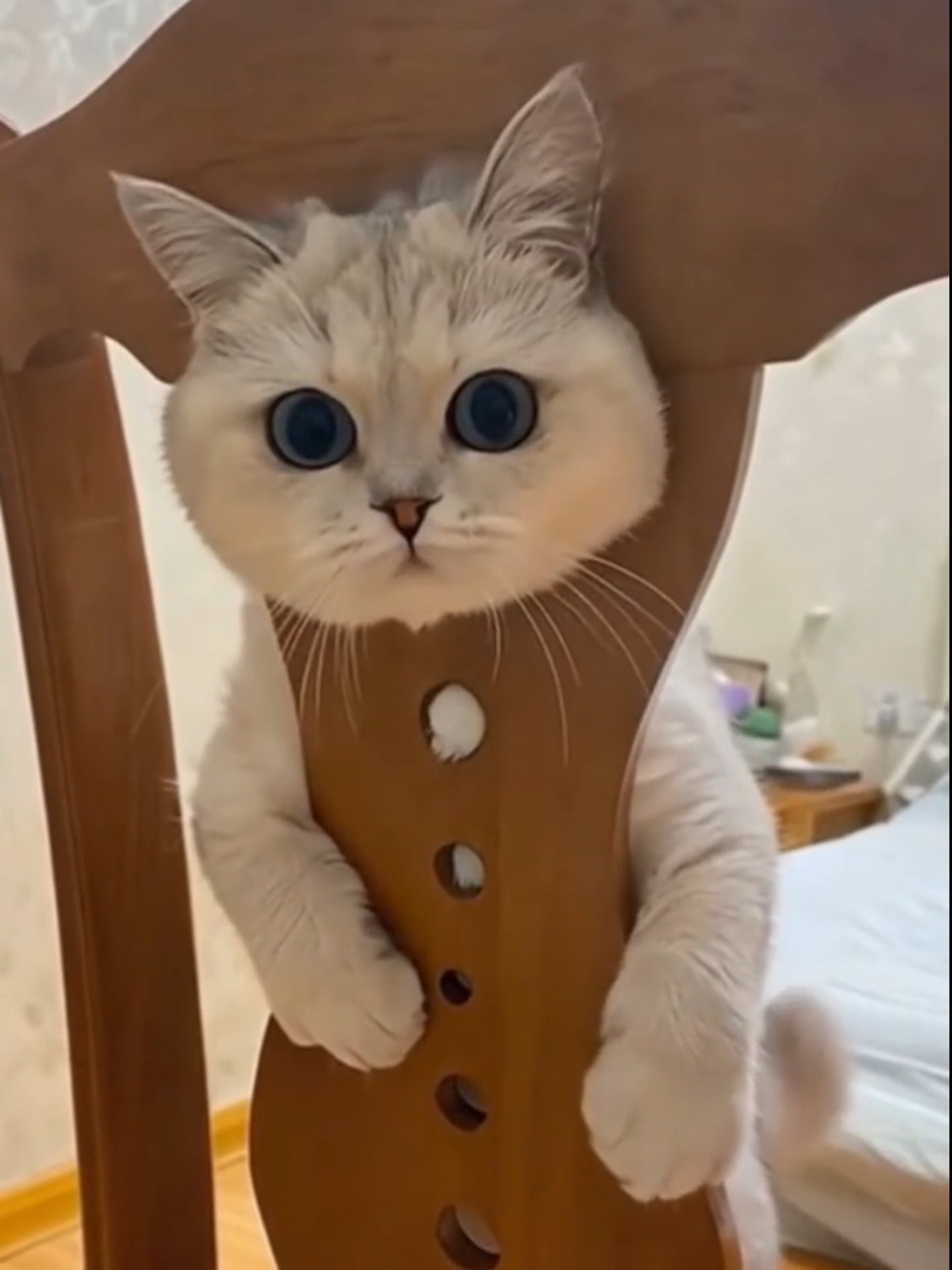 My funny cats #cat #funny #animals #cats #reels 