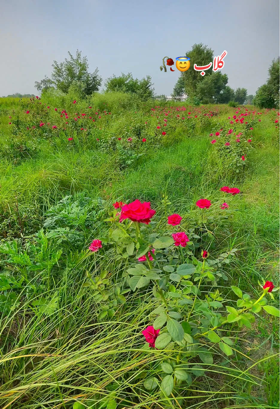 #میرا_سونا_پینڈ_کوٹ_موتا_سنگھ_ضلع_قصور🌅🌾 #foryoupage❤️❤️ #pinda_wale #dontunderreviewmyvideo #fypppppppppppppppp 