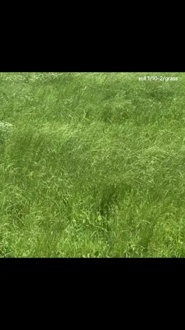 starting this new thing (in my head) where i give myself 30 min to find all the vids in my camera roll that fit in a specific category and then i have to share w the class. first installment alertttt! hopefully this will also force me to take more vids that aren’t of my face talking. or if my TV. today’s category is grass 🫂. that is all.