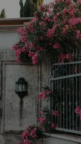 #ريان_المحيسني #سورة_طه #quran 