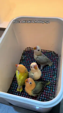 #fyppppppppppppppppppppppp #lovebirds #Love #birds #fyp 