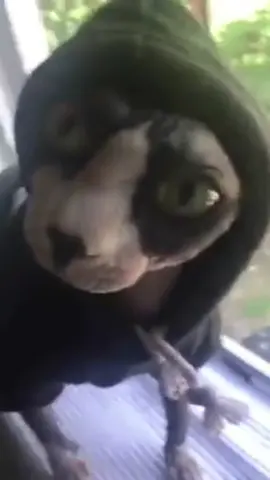 #sphynx #sphynxoftiktok #sphynxtok #viral #virales 