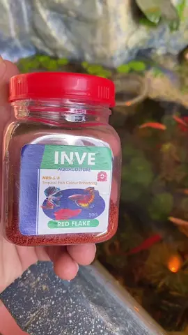 Cám thái inve 5/8#cám #cathuysinh #thuysinh #xuhuong 