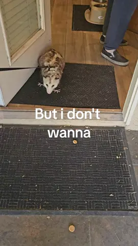 He's like his momma. Little vampire. Ew, not the sun.  #possumsoftiktok #possum #opossum #opossumsoftiktok 