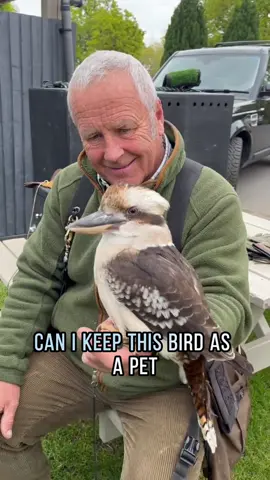 Can this bird be kept as a pet??🧐🧐#usa #usa_tiktok #popular #fyp #bird 