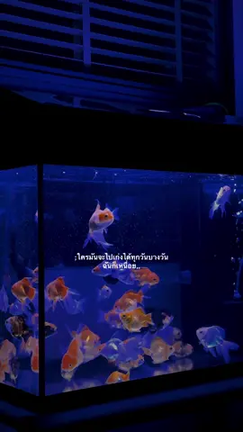 #เธรด #เธรดคำพูด #เธรดความรู้สึก 🚷