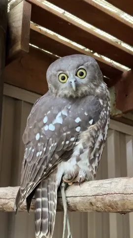 I love the owl stare, what is he thinking about? #owl #barkingowl #bird #sanctuary #animal 
