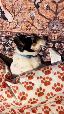 #corgisoftiktok #cutedogs 