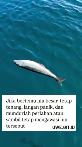 tetaplah tenang.... #viraltiktok #rells #fyppppppppppppppppppppppp #berandatiktok #laut 
