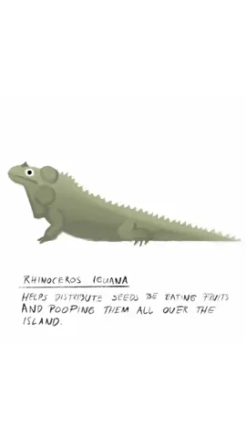 RHINOCEROS IGUANA HELPS DISTRIBUTE SEEDS BE EATING FRUITS AND POOPING THEM ALL OVER THE ISLAND #RHINOCEROSIGUANA * * * * * * * * * * #RhinocerosIguana #Iguana #Reptile #Lizard #ReptileLovers #Wildlife #WildlifeConservation #Biodiversity #SeedDispersal #IslandWildlife #EcoFriendly #NatureFacts #AnimalIllustration #WildlifeArt #NatureArt #AnimalDrawing #SketchbookArt #HandDrawnIllustration #NatureLovers #WildlifePlanet #AnimalLovers #WildlifePhotography #ReptileOfInstagram #PlanetEarthOfficial #ArtOfNature #IllustratorsOnInstagram #DailyAnimalFacts