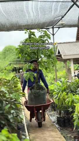 Ukuran 1,5,17 meter Miki/cipedak -Aligator -Sigermas -Rara -Markus -Raja giri -Mentega jumbo harga (grosir) 🕑Perawatan mudah & cepat berbuah (1-3 tahun) 🚚Bisa kirim seluruh Indonesia 💬Konsultasi gratis hingga panen! 🌱Jangan tunggu musim panen lewat! Pesan sekarang, mulai kebun alpukat impianmu hari ini juga! 📲Hubungi kami via DM/WA untuk info & pemesanan ( 085709693466 ) #alpukat#bibitbuah #bibtunggul #bibit #bibitalpukat 