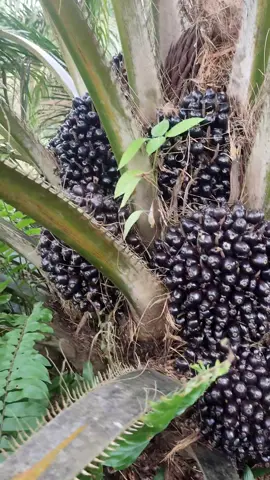 Semua butuh Proses #sawitontiktok #proses 