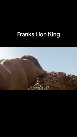 #Frank #lionking #mufasa #simba #alwayssunnyinphilly 
