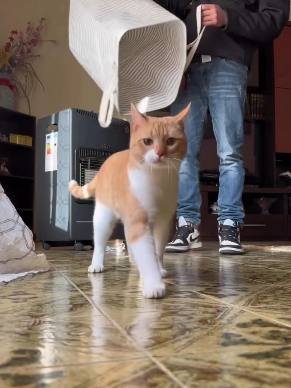 #cat #cute #catvideo #cutecat #funny 