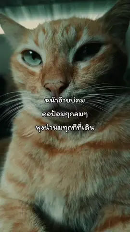 #CapCut จะสนใจอ้ายบ่🤣🤣#เทรนด์วันนี้ #เธรดเพลง #สตอรี่ความรู้สึก #แมวส้ม 