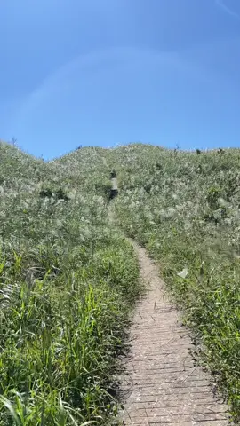 Lại 1 mùa cỏ lau cbj tới🥰 #binhlieuquangninhmoc1297 