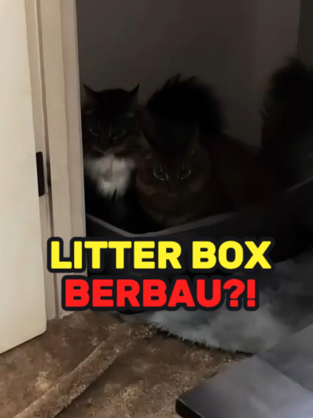 Baru je tukar pasir… tapi litter box DAH BERBAU 😩 Nasib baik ada Nanovet deodorizer ni, spray je terus hilang bau busuk 🐾✨ #spraypasirkucing #deodorizerspray #catsoftiktok #tipskucing