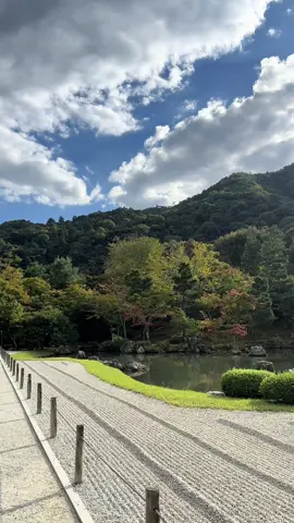 Nature’s quiet grace. The kind of calm you can feel in your bones 🍃 #kyoto #japan #GuiAdventures #fyp 