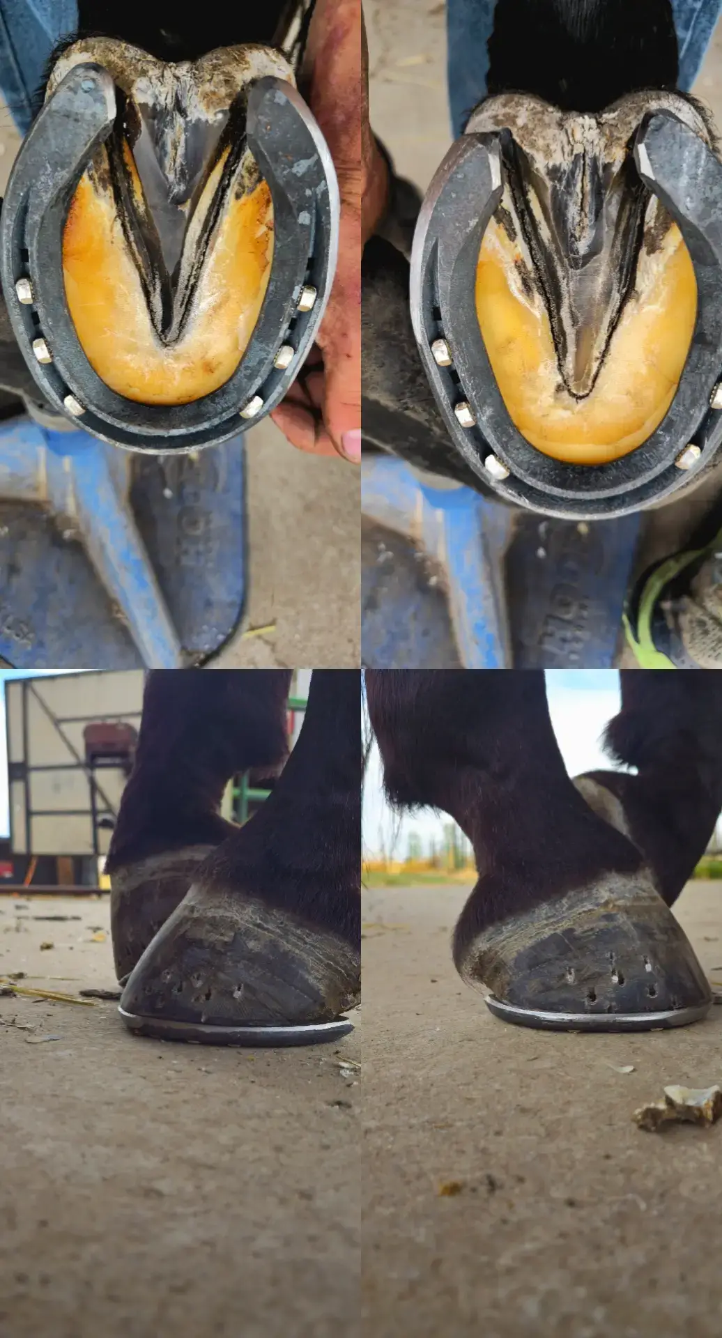 @hoofitusa  Olympia Farrier Supply 