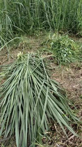 #sobatngaret #fyp #rumputpakchong #ngarit #peternakdomba 