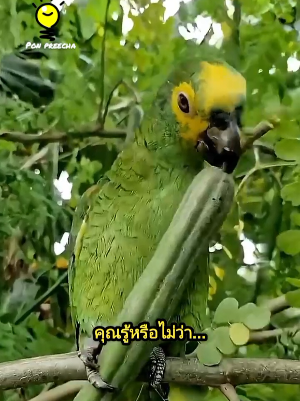 ผักที่มีคุณค่าทางโภชนาการมากที่สุดในโลก #มะรุมคุณค่าทางโภชนาการ #ประโยชน์มะรุม #shortvideo #เทรนด์วันนี้tiktok 