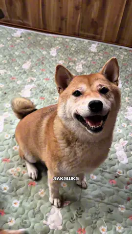 Щенки Сиба ину 😂 @Камила  #сибрагоры #сибаину #щенки #животные #щенок 