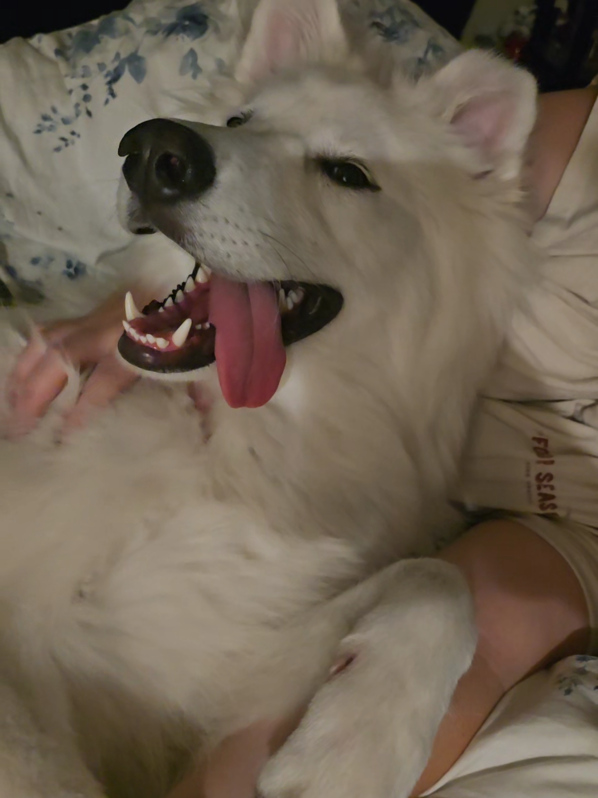 Dad was coming to bed, or so he thought🤣😭 #Fyp #Trending #Funny #Dog #Krypto