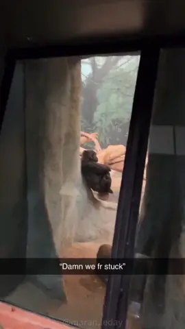 Gorilla #funny #happy #fyp #gorilla #foryou 