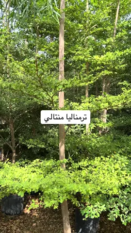 ‏‎#اشجار_ترمناليا_منتالي #شجر_بنسيانه #مشتل_الروضه_الاولى #رمان #شتلات_زراعية #شجر_بنسيانه #ياسمين_هندي #بذور #اشجار_الجاكرندا #مشتل_الروضه_الاولى #خبيز_ساحلي #اكاسيا #شجر_لبخ #CapCut #اشجار_زينه #سلم #سمر #طلح_نجدي #اشجار #مشاتل #اشجار_ظل #مشتل #صلوا_على_رسول_الله #مشاهير_تيك_توك #نجران #السعوديه #الرياض #جده #ابها #السوده #الباحه #الجنوب #الشرقيه #مشاءالله_تبارك_الله #دبي #الامارات #الكويت #عمان #ti̇ktok#تيك_توك #الشعب_الصيني_ماله_حل😂😂 #اللهم_صلي_على_نبينا_محمد #الله_يبارك#غابات #طبيعه #مزارع #القصيم #القصيم_بريده_عنيزه_الرس_البكيرية #الرياض_جده_مكه_الدمام_المدينه #الشرقيه #explore #eu #4u #بونسيانا #ترند #مشاهدات #تصميم_فيديوهات🎶🎤🎬 #اكسبلور #لايكات #متابعة #الكويت #قطر #الامارات #دبي #عمان #مالي_خلق_احط_هاشتاقات #تونس #سوريا🇸🇾 #نصائح #تركيا #تصميم 