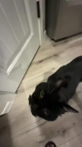 Scoots excites me #cat #cattok #fyp #pets #PetsOfTikTok 