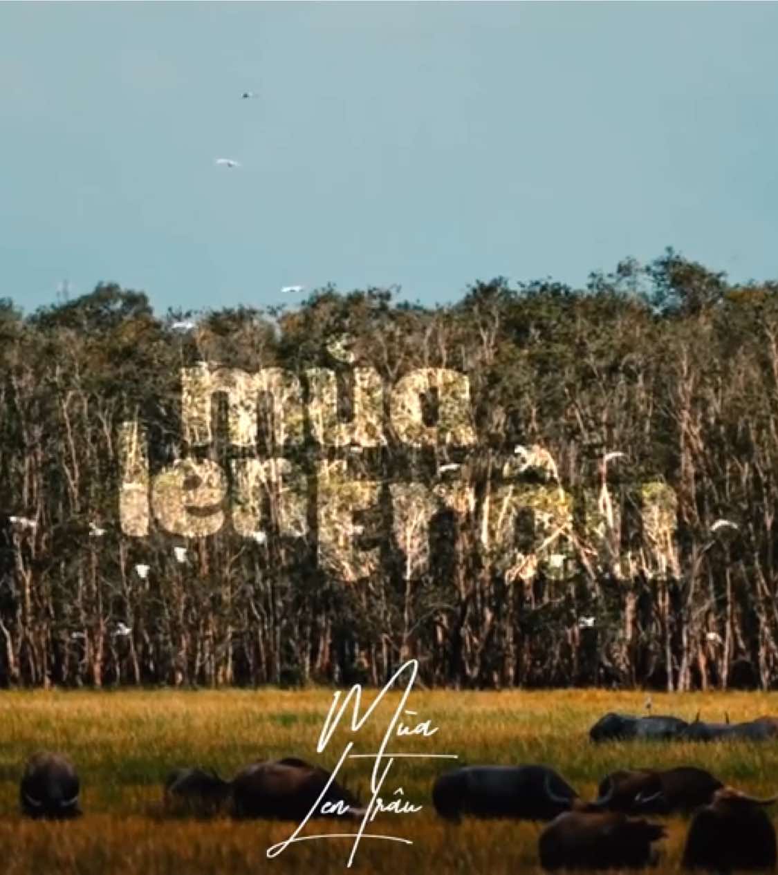 Len trâu là một nét văn hóa đặc sắc của vùng Tây Nam Bộ, nơi mỗi mùa nước nổi về, đàn trâu lại được lùa qua những cánh đồng ngập trắng. Không chỉ là cách thích nghi với con nước, mà còn là hình ảnh gắn liền với đời sống nông dân miền Tây - mộc mạc, hồn hậu và đậm tình quê.Đó vừa là sinh kế, vừa là bức tranh đẹp đẽ lưu giữ ký ức bao đời Cre:Sao Media #myymtoiroi #gocnhodongthap #dongthapmuoi #mualentrau#mientay 