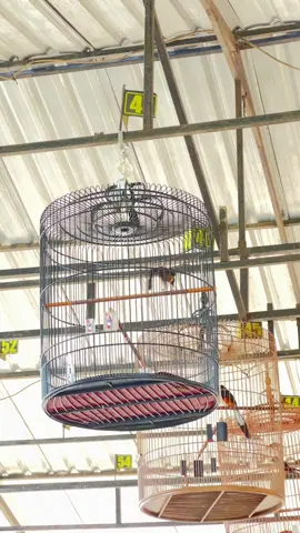 yang pelan juga punya tujuan😀 #muraibatu #wongliongertiopo  #alonwatonplayon 