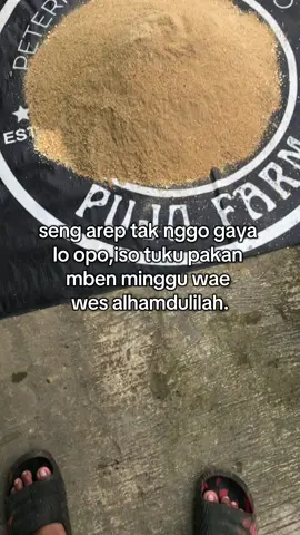 dana pelajar cah #PUJOFARM #peternakentokjumbo #peternakmuda #entokjumbo #peternaksukses 